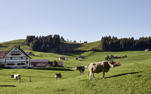 Landschaft in Streusiedlung im Appenzell mit traditionellen Bauten im Hintergrund und Kühen im Vordergrund. 
